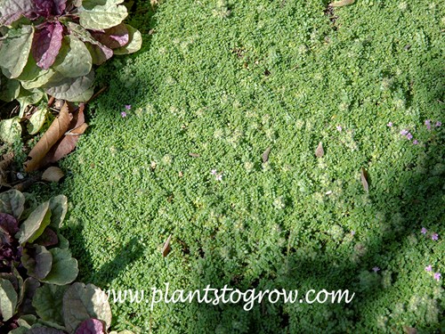 Creeping Thyme (Thymus praecox ssp arcticus)